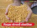 बाजारात सोयाबीन दर ठरवितांना उत्पादकांच्या कष्ट, वेळ आणि गुंतवणूकीला दुर्लक्ष का? - Marathi News | Why ignore the hard work, time and investment of producers while determining soybean prices in the market? | Latest agriculture News at Lokmat.com