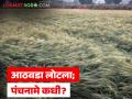 वादळी वाऱ्यात गहू पडला, हरभरा गेला मात्र आठवडा होऊनही पंचनामे नसल्याने शेतकरी चिंतेत - Marathi News | Wheat fell in the storm, gram was lost, but farmers are worried as there is no Panchnama even after a week | Latest agriculture News at Lokmat.com