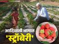 आधुनिक पीक पद्धतीने शेतकरी होतोय समृद्ध; आदिवासी भागातील शेतकऱ्यांचा स्ट्रॉबेरी शेतीचा यशस्वी प्रयोग - Marathi News | Farmers are becoming prosperous with modern farming techniques; a successful experiment of strawberry farming by farmers in tribal areas | Latest agriculture News at Lokmat.com