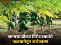 Papaya Farming Success Story : कुटुंबीयांच्या पाठबळातून आर्थिक समृद्धीची वाट; गिरीधररावांनी फळबागेतून साधला विकास - Marathi News | Papaya Farming Success Story : Financial Prosperity Through Family Support; Giridhar Rao achieved development from the orchard | Latest agriculture News at Lokmat.com