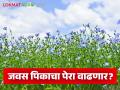 जवसाचे नवे वाण देणार भरघोस उत्पादन; वाचा काय आहेत वैशिष्ट्ये आणि एकरी उत्पादन - Marathi News | New varieties of flax will give a huge yield; Read what are the characteristics and per acre yield | Latest agriculture News at Lokmat.com