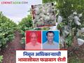 Success Story : आधुनिक तंत्रज्ञानाने जोपासली पेरू फळबाग; ३० गुंठ्यात ३ लाखांचे उत्पन्न - Marathi News | Success Story: Peru orchard cultivated with modern technology; Income of 3 lakhs in 30 gunthas | Latest agriculture News at Lokmat.com