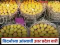 विदर्भाच्या बीटीबीमधून उत्तर प्रदेशला दररोज ७-८ टन आंब्याची निर्यात; परिसरातील शेतकऱ्यांना मिळातोय आधार - Marathi News | 7-8 tonnes of mangoes are exported to Uttar Pradesh from Vidarbha's BTB every day; Farmers in the area are getting support | Latest agriculture News at Lokmat.com