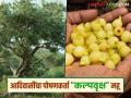 कल्पवृक्ष महूचे झाड आदिवासींच्या उपजीविकेसाठी ठरत आहे वरदान - Marathi News | The Kalpavriksha Mhow tree is proving to be a boon for the livelihood of tribals | Latest agriculture News at Lokmat.com
