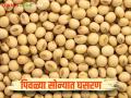 सोन्या चांदीच्या चकाकीपुढे शेतकऱ्यांचे पिवळे सोने फिके; गहू, तूर, हरभरा, सोयाबीन मध्ये मंदी - Marathi News | Farmers' yellow gold pales in the face of the glitter of gold and silver; Wheat, tur, gram, soybeans see slowdown | Latest agriculture News at Lokmat.com