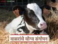 सुदृढ पशुधनाची शाश्वत पायाभरणी करतांना 'हे' मात्र विसरू नका; फायद्याचे वासरांचे योग्य संगोपन - Marathi News | While laying the sustainable foundation of healthy livestock, don't forget 'this'; Proper care of profitable calves | Latest agriculture News at Lokmat.com