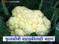 Vegetable Market Rate : भाजीपाल्याचे दर घसरले; उत्पादन खर्चही निघेना - Marathi News | Vegetable Market Rate: Vegetable prices have fallen; Production costs have not even been met | Latest agriculture News at Lokmat.com