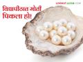 एका वर्षात मोती निर्माण करण्यात संशोधकांना यश; राज्याच्या 'या' विद्यापीठात यशस्वी मोती शेती - Marathi News | Researchers succeed in producing pearls in one year; Successful Pearl Farming in 'Ya' State University | Latest agriculture News at Lokmat.com