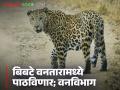 आमच्या जिवाची पर्वा न करता भिमाशंकर जंगलात सोडले बिबटे; वनविभाग मात्र म्हणतंय आरोप खोटे - Marathi News | Bhimashankar released the leopards in the forest without caring for our lives; However, the forest department says the allegations are false | Latest agriculture News at Lokmat.com