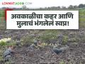 सोनेसांगवीत अवकाळी पावसाचा कहर; चार एकरांतील टरबूजवाडी सडल्याने दहा लाखांचे नुकसान - Marathi News | Unseasonal rains wreak havoc in Sonesangvit; Four acres of watermelon garden rots, causing a loss of one million rupees | Latest agriculture News at Lokmat.com