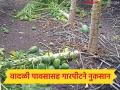 वादळी पावसासह गारपीटीने डाळिंब, टरबूज, पपई अन् कांद्याचे मोठे नुकसान; बळीराजा पुन्हा संकटात - Marathi News | Heavy rains and hailstorms cause major damage to pomegranates, watermelons, papayas and onions; Baliraja in trouble again | Latest agriculture News at Lokmat.com