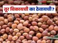 Tur Bajar Bhav : तुर विकायची आहे का? मग जाणून घ्या बाजारात काय मिळतोय दर - Marathi News | Tur Bazaar Bhav: Do you want to sell Tur? Then know what is the price available in the market | Latest agriculture News at Lokmat.com