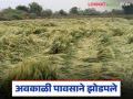 अवकाळी पावसाने गव्हासह कांदे, द्राक्ष पिकाचे नुकसान: ढगाळ हवामानामुळे रोगाची भीती - Marathi News | Unseasonal rains damage wheat, onion, and grape crops: Fear of disease due to cloudy weather | Latest agriculture News at Lokmat.com
