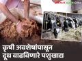 दूध उत्पादन वाढविणारे कृषी अवशेषांपासून पोषक आणि पाचक पशुखाद्य विकसित; डॉ. पंदेकृविचे नवे तंत्र - Marathi News | Nutritious and digestible animal feed developed from agricultural residues that increases milk production; Dr. Pandekriv's new technique | Latest agriculture News at Lokmat.com
