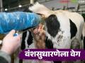 मराठवाड्याच्या 'या' जिल्ह्यात वंशसुधारणेला वेग; १४,७०० गायींचे कृत्रिम रेतन - Marathi News | Breed improvement accelerates in 'Ya' district of Marathwada; 14,700 cows artificially inseminated | Latest agriculture News at Lokmat.com