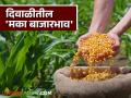 Maize Market Rate : दिवाळीमुळे आवक मंदावली; वाचा बाजारात मकाला काय मिळतोय दर - Marathi News | Maize Market Rate : Inflows slow due to Diwali; Read the price of maize in the market | Latest agriculture News at Lokmat.com