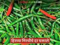 हिरव्या मिरचीचे दर घसरले; अल्प दरांमुळे तोडणीचाही खर्च निघेनात, उत्पादक शेतकरी अडचणीत - Marathi News | Green chilli prices have fallen; Due to low prices, the cost of harvesting is not covered, producing farmers are in trouble | Latest agriculture News at Lokmat.com