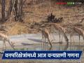 विदर्भाच्या 'या' वनपरिक्षेत्रांमध्ये आज होणार वन्यप्राणी गणना; तृणभक्षी व मांसभक्षी प्राण्यांची घेण्यात येईल नोंद - Marathi News | Wildlife census to be conducted today in 'these' forest areas of Vidarbha; Record of herbivores and carnivores will be taken | Latest agriculture News at Lokmat.com