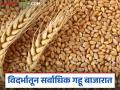 Gahu Bajar Bhav : राज्याच्या बाजारात गहू दरात कुठे तेजी? वाचा आजचे सविस्तर गहू बाजारभाव - Marathi News | Wheat Market Price: Where is the rise in wheat prices in the state market? Read today's detailed wheat market price | Latest agriculture News at Lokmat.com