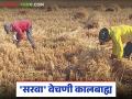 सरवा वेचणीची परंपरा बदलत्या काळात होतेय इतिहासजमा; शिल्लक धान्याची किंमत हरवली - Marathi News | The tradition of Sarva Vechina is changing in history; The value of the remaining grain was lost | Latest agriculture News at Lokmat.com