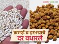 मागणी वाढली मात्र बाजारातील आवक कमीच; करडई हरभरा दर वधारले - Marathi News | Demand increased but market arrivals were low; Sorghum gram price increased | Latest agriculture News at Lokmat.com
