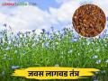 यंदाच्या रब्बी हंगामात करा तेल व धागा निर्मिती करिता फायदेशीर असलेली जवस लागवड - Marathi News | During this year's rabi season, plant linseed which is beneficial for oil and thread production | Latest agriculture News at Lokmat.com