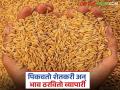 शेतकऱ्यांनी पिकविलेल्या मालाची खरेदीदारांकडून थट्टाच; बाजार दरांपूढे धान उत्पादक शेतकरी हतबल - Marathi News | Buyers mock farmers' produce; Paddy farmers desperate as market prices are below market prices | Latest agriculture News at Lokmat.com