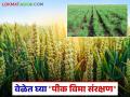 गहू, हरभऱ्याला मिळणार सरकारी कवच; ६०० रुपयांमध्ये ४० हजारांचा विमा मात्र मुदतीच्या आत नोंदणी करा - Marathi News | Wheat, gram will get government cover; Insurance worth Rs 40,000 for Rs 600, but register within the deadline | Latest agriculture News at Lokmat.com