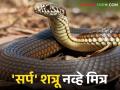 How snakes can help farmers : शेतकऱ्यांचा मित्र असलेला सर्प शेतीला वरदान - Marathi News | How snakes can help farmers: A snake that is a friend of farmers is a boon to agriculture | Latest agriculture News at Lokmat.com