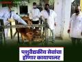 मराठवाड्याच्या 'या' जिल्ह्यातील १२३ पशुवैद्यकीय दवाखाने झाले 'अ' दर्जाचे; आधुनिक सुविधेसह होणार कायापालट - Marathi News | 123 veterinary clinics in 'Ya' district of Marathwada have been upgraded to 'A' grade; will be transformed with modern facilities | Latest agriculture News at Lokmat.com