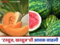 Fruits Market : मालेगाव बाजार समिती आवारात फळांची मोठी आवक; वाचा काय मिळतोय दर - Marathi News | Fruits Market: Large arrival of fruits in Malegaon Market Committee premises; read to know the prices | Latest agriculture News at Lokmat.com