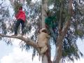 कळंब येथे रोहित्राच्या मागणीसाठी शेतकरी चढले झाडावर - Marathi News | Farmers climbing trees for the demand of transformer at Kalamb | Latest dharashiv News at Lokmat.com