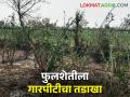 बहरलेली फुलशेती झाली जमीनदोस्त; गारपिटीचा फटका - Marathi News | The blossoming flower farm became a land grabber; A hailstorm | Latest agriculture News at Lokmat.com