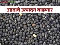 यंदा चांगल्या पावसामुळे उडीद पिकाखालील क्षेत्रात झाली वाढ - Marathi News | This year, due to good rains, there has been an increase in the area under Udid black gram crop | Latest agriculture News at Lokmat.com