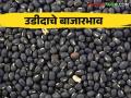 Udid Bajar Bhav : दिवाळीच्या सु‌ट्टीनंतर उडीदाची बाजारात आवक मंदावली; काय मिळतोय भाव ते वाचा सविस्तर - Marathi News | Udid Bajar Bhav: After Diwali holidays, Udid market arrivals slow | Latest agriculture News at Lokmat.com
