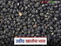 फेडरेशनमार्फत खरेदी बंद झाल्यावर उडीद बाजारभावात झाली मोठी वाढ; कसा मिळतोय दर? - Marathi News | Udid black gram market prices increased significantly after procurement through the federation was stopped; How are prices being obtained? | Latest agriculture News at Lokmat.com