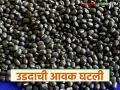 मागील हंगामाच्या तुलनेत यंदाच्या वर्षी उडदाची आवक ५० टक्क्यांनी घटली; कसा मिळतोय दर? - Marathi News | This year's arrival of urad has decreased by 50 percent compared to the previous season; how are prices being achieved? | Latest agriculture News at Lokmat.com