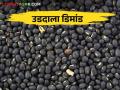 Udid Bajarbhav : उडदाला मागणी वाढली कसा मिळतोय बाजारभाव - Marathi News | Udid Bajarbhav: Black gram udid increasing in demand? How is the market price | Latest agriculture News at Lokmat.com