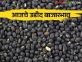 udid Bajar Bhav : कोणत्या बाजारात उडदाची आवक वाढली तर कुठे घटली ते वाचा सविस्तर - Marathi News | udid Bajar Bhav: Read in detail in which market the udid arrivals have increased | Latest agriculture News at Lokmat.com