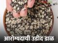 Urad Dal : आरोग्यदायी उडीद डाळीचे अनके फायदे, सध्या दर काय आहेत? वाचा सविस्तर  - Marathi News | Latest News Urad dal many benefits of healthy urad dal, see current market prices Read in detail | Latest agriculture News at Lokmat.com