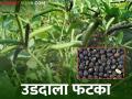 उडदाचा रंग बदलला, उत्पादन अन् भावही घटले अनेकांचा उडीद घरातच - Marathi News | The color of Udid has changed, production and prices have also decreased | Latest agriculture News at Lokmat.com