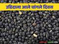 Urad Bhajar Bhav : उडदाला हमीभावापेक्षा अधिकच दर; शेतकऱ्यांमध्ये आनंद - Marathi News | Urad Bhajar Bhav : Urad Market rates higher than guaranteed price | Latest agriculture News at Lokmat.com