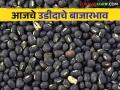 Urad Market Update : दुधनी बाजारात उडीदाची आवक सर्वाधिक; त्याला काय भाव मिळाला ते वाचा सविस्तर - Marathi News | Urad Market Update: Urad has the highest entry in the dudhani market; Read in detail what price he got | Latest agriculture News at Lokmat.com