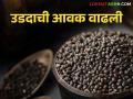 Udid Bajar Bhav : बाजारात उडदाची आवक कुठे जास्त तर कुठे कमी ते वाचा सविस्तर - Marathi News | Udid Bajar Bhav: Udid's arrival in the market is more and some market less; Read in detail | Latest agriculture News at Lokmat.com