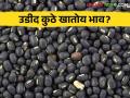 Udid Bajar Bhav : नवरात्र उत्सवाच्या सातव्या दिवशी कोणत्या बाजारात उडदाची आवक सर्वाधिक; काय मिळाला भाव वाचा सविस्तर - Marathi News | Udid Bajar Bhav : Today Udid Highest Arrival in Which Market | Latest agriculture News at Lokmat.com