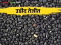 Udid Market : यंदाच्या हंगामातील उडीदाची आवक सुरु कसा मिळतोय दर - Marathi News | Black gram udid arrival in market how much get market rate | Latest agriculture News at Lokmat.com