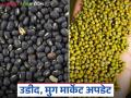 चालू आठवड्यात सोलापूर बाजार समितीत उडीद व मुगाची आवक घटली; कसा मिळतोय दर? - Marathi News | The arrival of urad and moong in the Solapur Market Committee has decreased this week; How are the prices being obtained? | Latest agriculture News at Lokmat.com