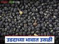 Urad Market Update : आवक कमी, दर वाढले; उडदाला मिळाला चांगला भाव वाचा सविस्तर - Marathi News | latest news Urad Market Update: Arrivals reduced, prices increased; Urad got good prices Read in detail | Latest agriculture News at Lokmat.com