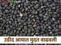 Urad Dal Import : उडीद डाळीच्या आयातीचा कालावधी वाढविला, जाणून घ्या सविस्तर  - Marathi News | Latest News Urad Import Urad dal import period extended, till 31 march 2026 know the details | Latest agriculture News at Lokmat.com