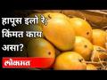 कोकणचा राजा हापूस आंबा बाजारात दाखल पण दर किती? Alphonso Mangoes Arrive In Market | Maharashtra News - Marathi News | King Hapus of Konkan enters mango market but what is the price? Alphonso Mangoes Arrive In Market | Maharashtra News | Latest maharashtra Videos at Lokmat.com